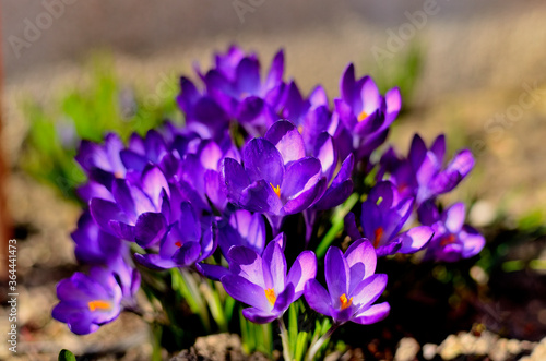 Close up of Purple Flowers in Garden during Spring in Transylvania.