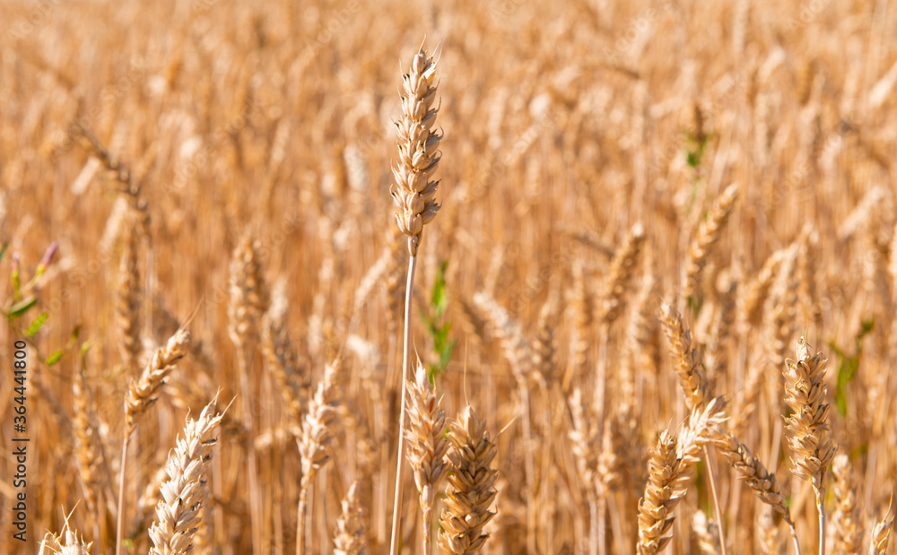 Fototapeta premium ripe ears of wheat in the field