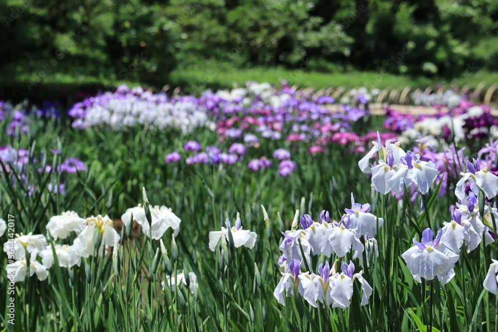 Lris garden  in Meiji shrine , japan,tokyo