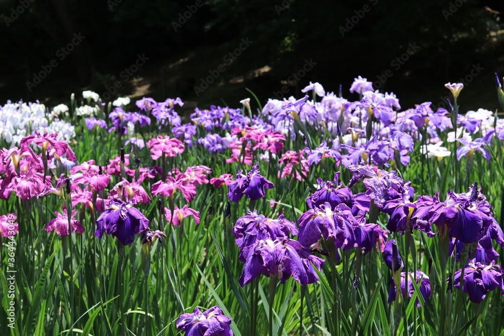 Lris garden  in Meiji shrine , japan,tokyo