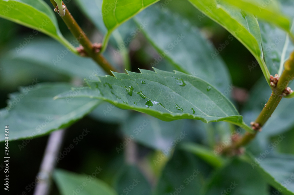 Blätter mit Wassertropfen Blätter mit Wassertropfen