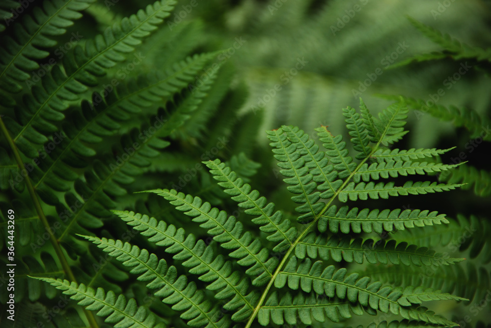 fern leaf close-up on a green background fern leaf close-up on a green background