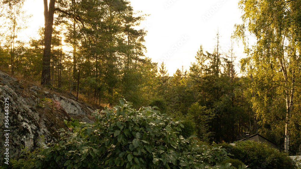 Fototapeta premium sunset in the forest