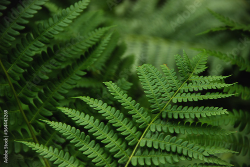 fern leaf close-up on a green background