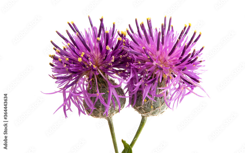 burdock flower isolated