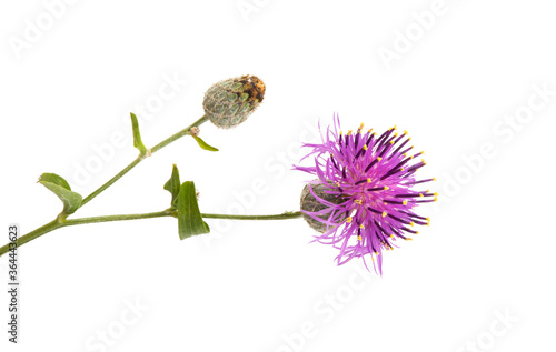 Tableau sur toile burdock flower isolated