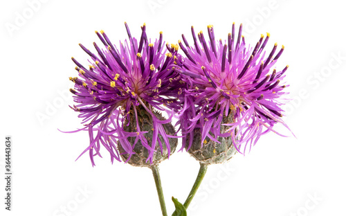 Fototapete burdock flower isolated