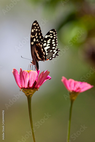 Beautiful butterfly rests on a flower in the Lake Manyara National Park, Tanzania