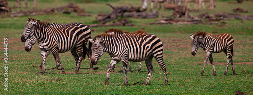 Zebras in the Lake Manyara National Park  Tanzania