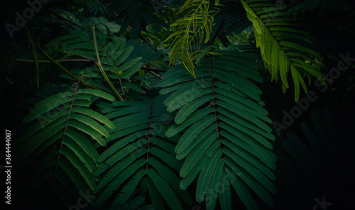 green leaves pattern background  natural background