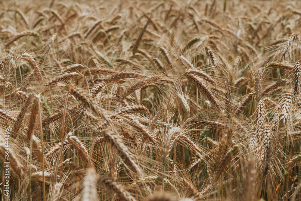 Fototapeta premium wheat field in summer