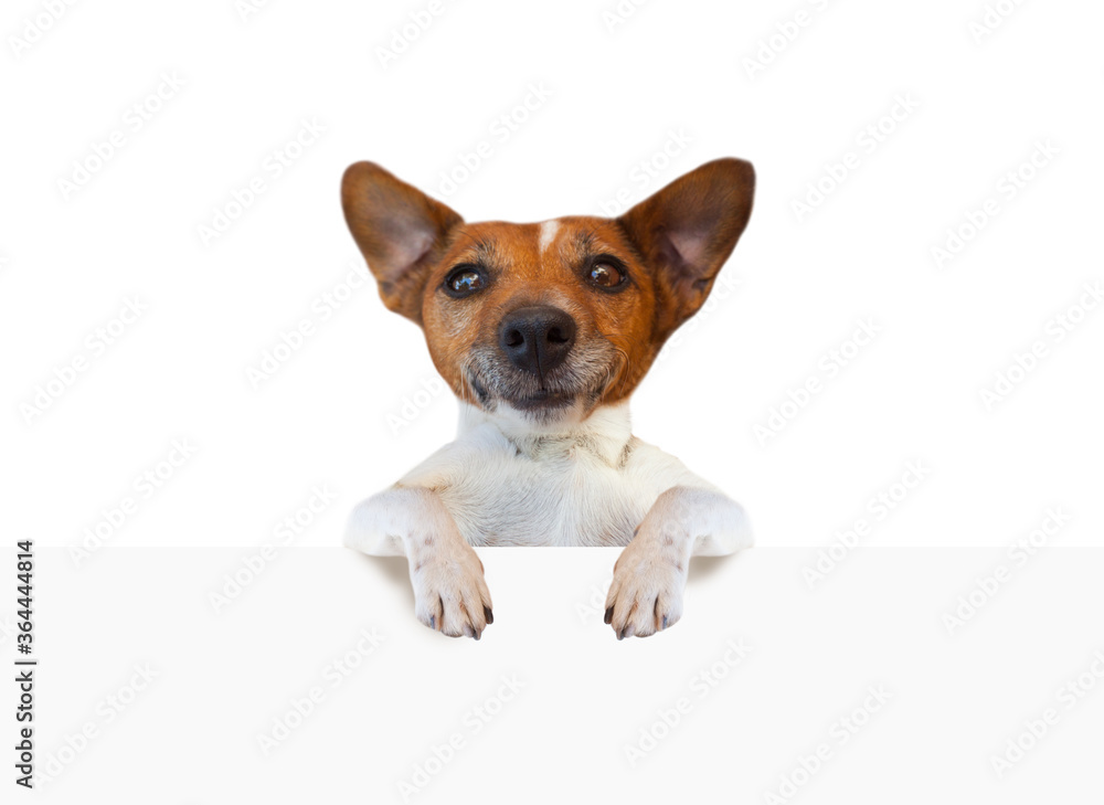 Dog jack russell terrier holding empty white banner signboard isolated on white background