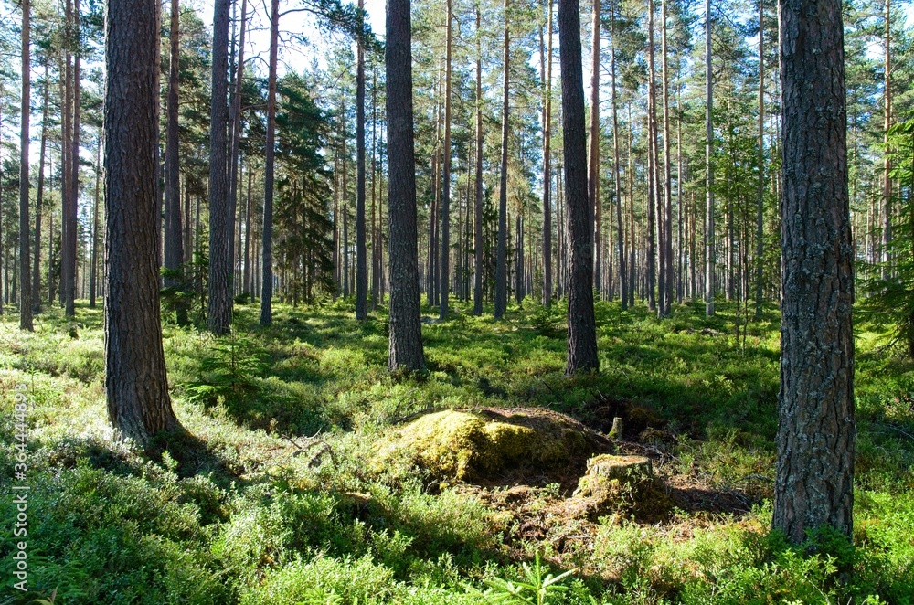Obraz premium Lush forest with a lot of blueberry bushes in Sweden. A sunny day for a walk and enjoy nature.