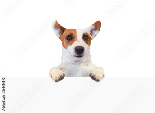 Cute funny dog jack russell terrier and empty white banner signboard isolated on white background
