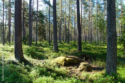 Lush forest with a lot of blueberry bushes in Sweden. A sunny day for a walk and enjoy nature.