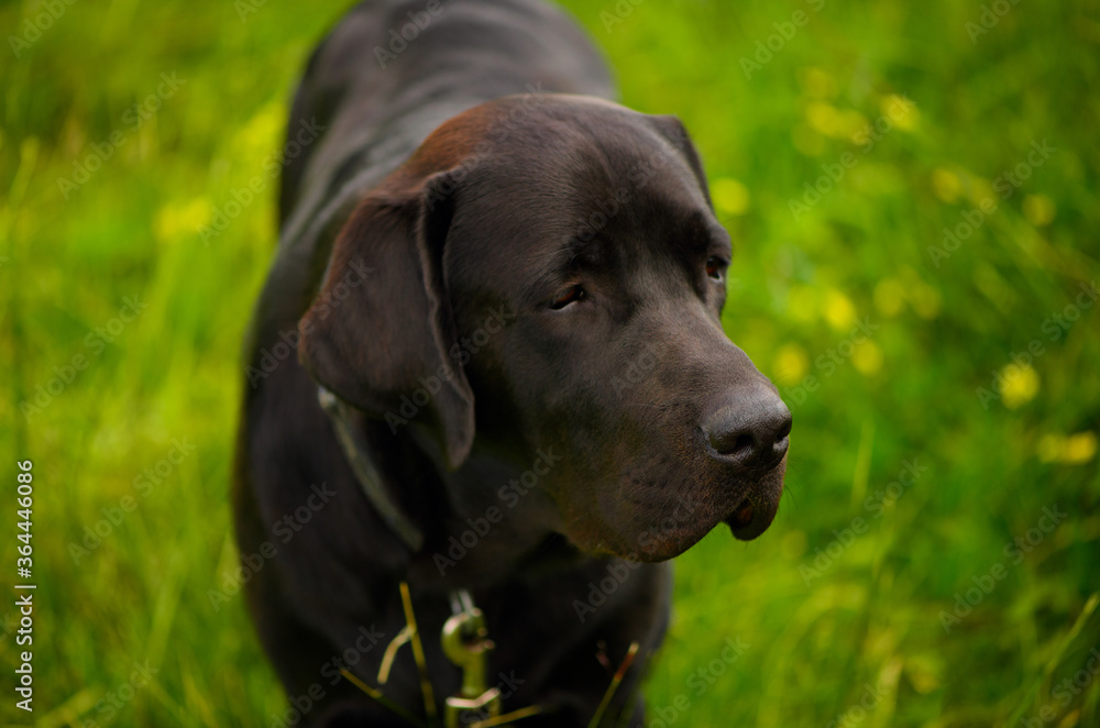 The muzzle of the black Labrador Retriever, the close-up. The muzzle of the black Labrador Retriever, the close-up.