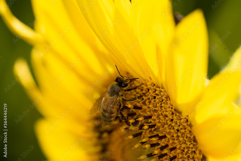 Macro di ape su fiori di girasole