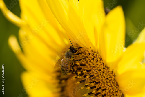 Obraz na płótnie Macro di ape su fiori di girasole w salonie