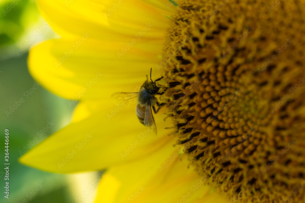 Macro di ape su fiori di girasole