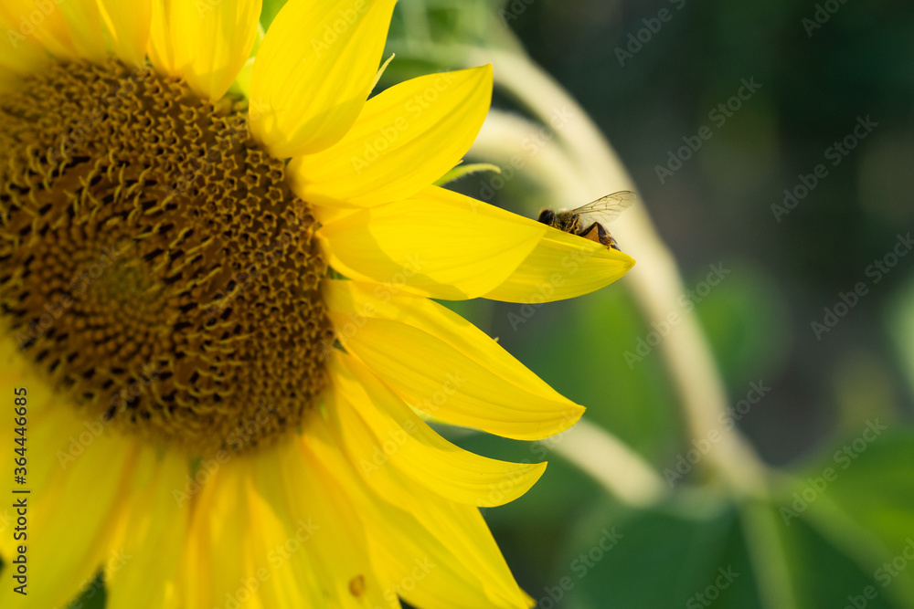 Macro di ape su fiori di girasole