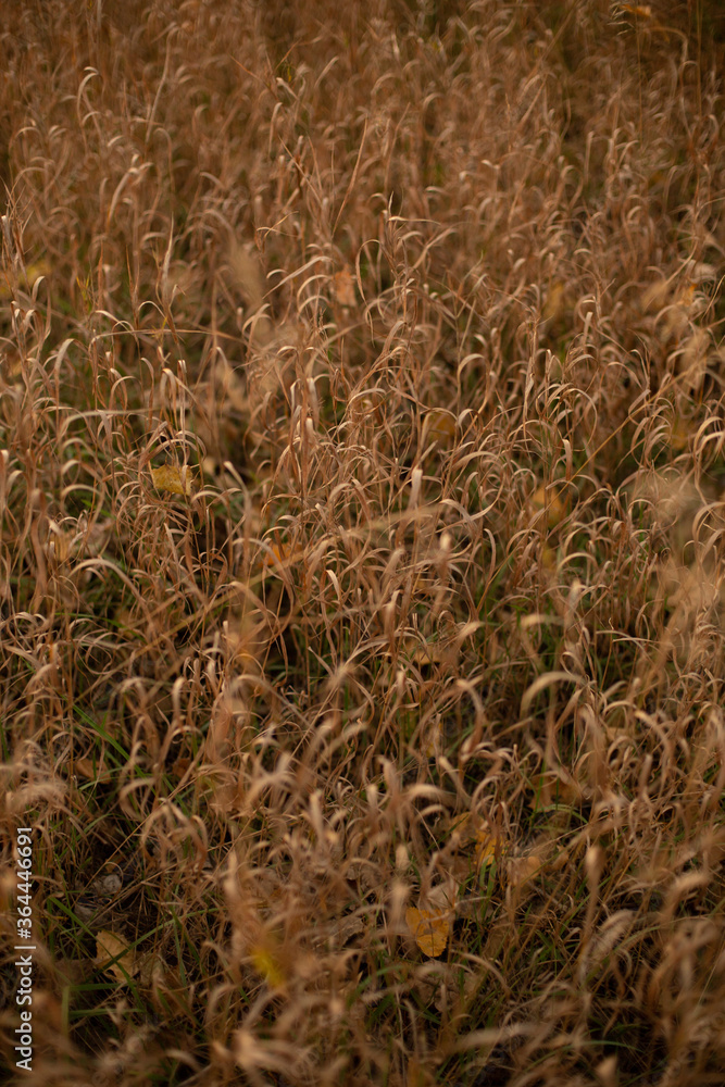Fototapeta premium tall meadow grass close up seeds mature