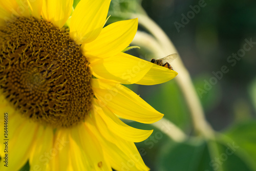 Obraz na płótnie Macro di ape su fiori di girasole w salonie