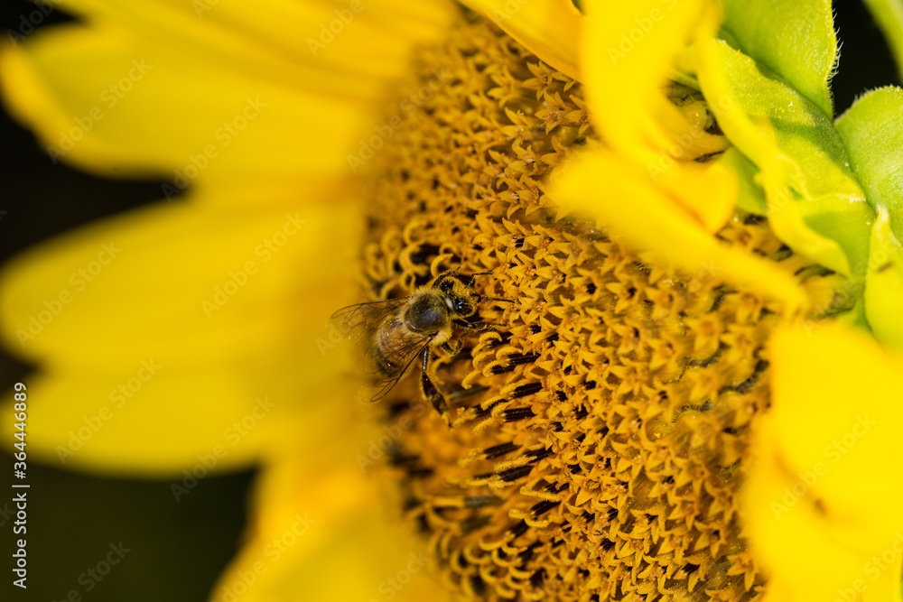 Macro di ape su fiori di girasole