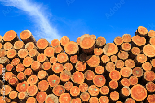 The ends of a stack of pine logs  Pinus radiata  felled in New Zealand for export 