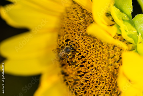 Obraz na płótnie Macro di ape su fiori di girasole w salonie