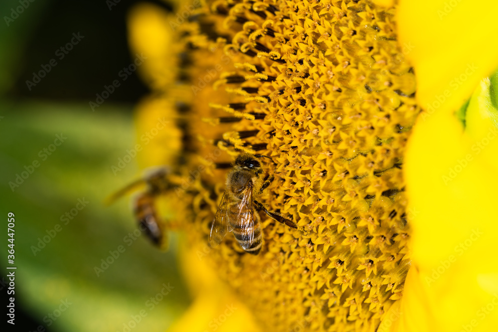Macro di ape su fiori di girasole