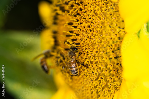 Obraz na płótnie Macro di ape su fiori di girasole w salonie