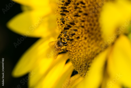 Obraz na płótnie Macro di ape su fiori di girasole w salonie