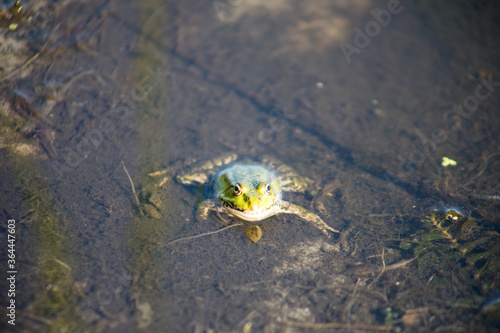 Green frog swims in the water in a swamp. Croaks loudly, blowing bubbles. Courtship games. Nature and fauna in the summer.