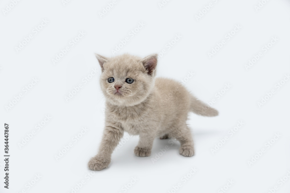 The British Shorthair lilac cat, a cute and beautiful kitten, is standing looking and wondering on a white background, full body side view.