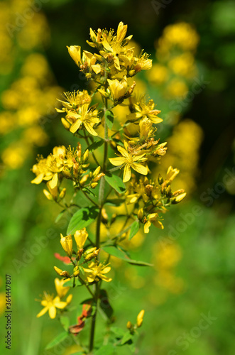 Johanniskraut, Hartheu