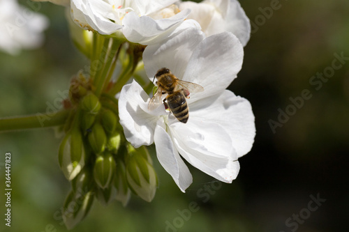 A honey bee is collecting nectar at a white blossom