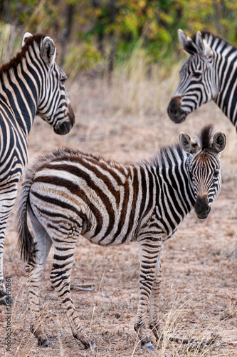 Zebras in the Kruger National Park  South Africa
