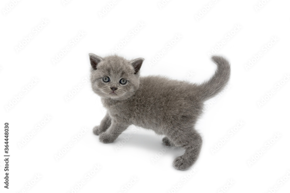 British Shorthair cat blue color. The kitten is cute and beautiful. Standing and looking straight. With curiosity On a white background, full body side view