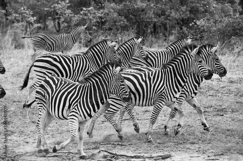 Zebras in the Kruger National Park, South Africa