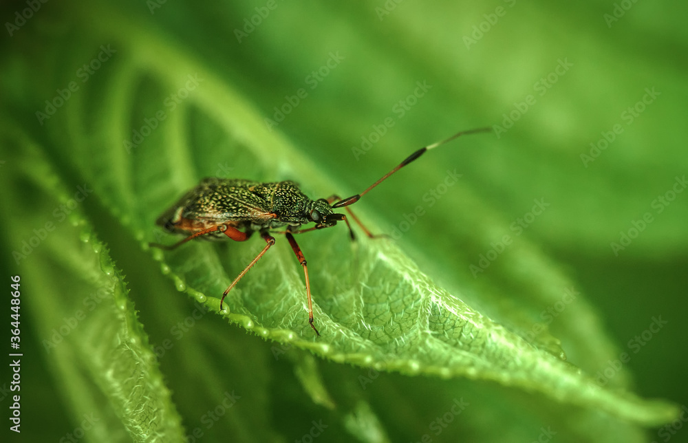 Predatory ringed beetle on a green leaf in the garden, macrophotography Predatory ringed beetle on a green leaf in the garden, macrophotography