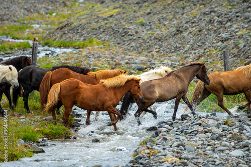 Many beautiful breed horses Was walking across a stream in a rural valley  the horse of a farm in a country  used as a vehicle for tourism.