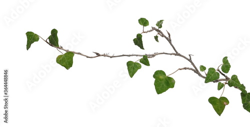 Fotografiet ceylon creeper foliage isolated on white background, clipping path, hedera helix