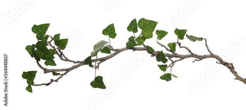 Fotografie ceylon creeper foliage isolated on white background, clipping path, hedera helix