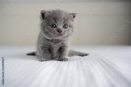 British Shorthair blue color, Baby cat cute and beautiful kitten is training, walking and crawling on a soft white bed and looking back, full front view