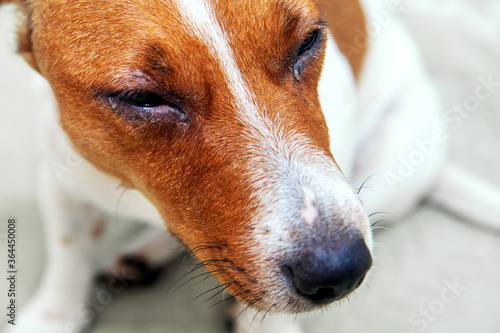 Dog eyes infection - Dog with irritated red eyes suffering from something allergy. Veterinarian check on the eyes of a dog dachshund. conjunctivitis eyes of dog. Medical care of pet concept.