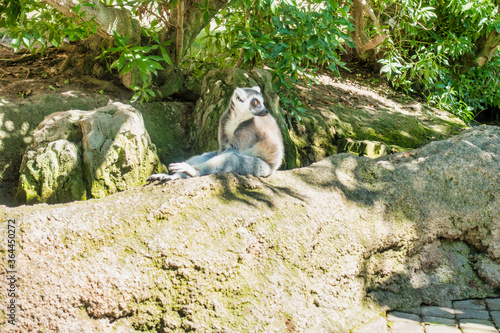 Lemur en zoologico © gallumboverde
