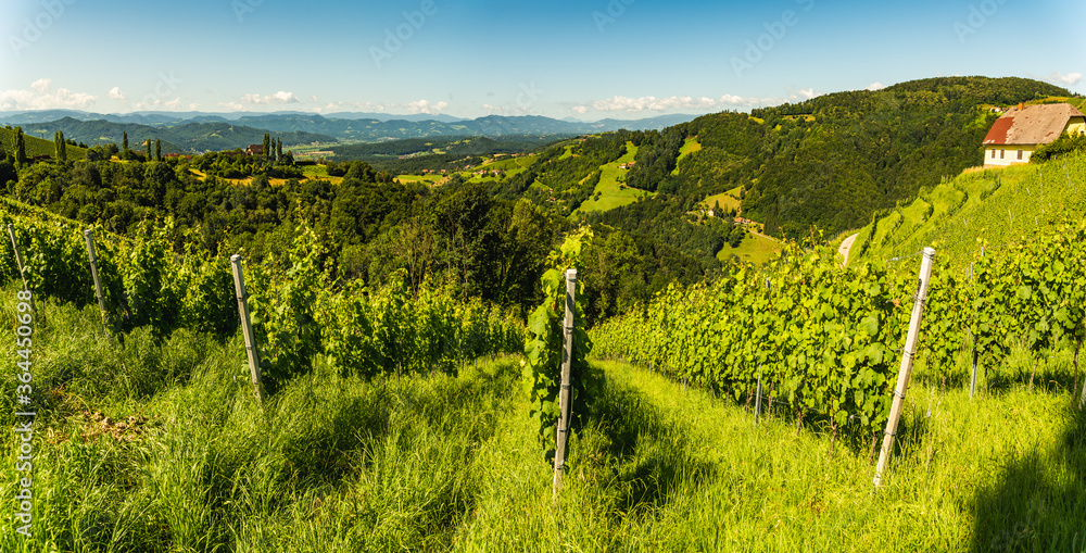 Vineyard on Austrian countryside. Landscape of styrian nature.