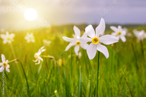 Field of narcissus flowers, wild flowers in spring