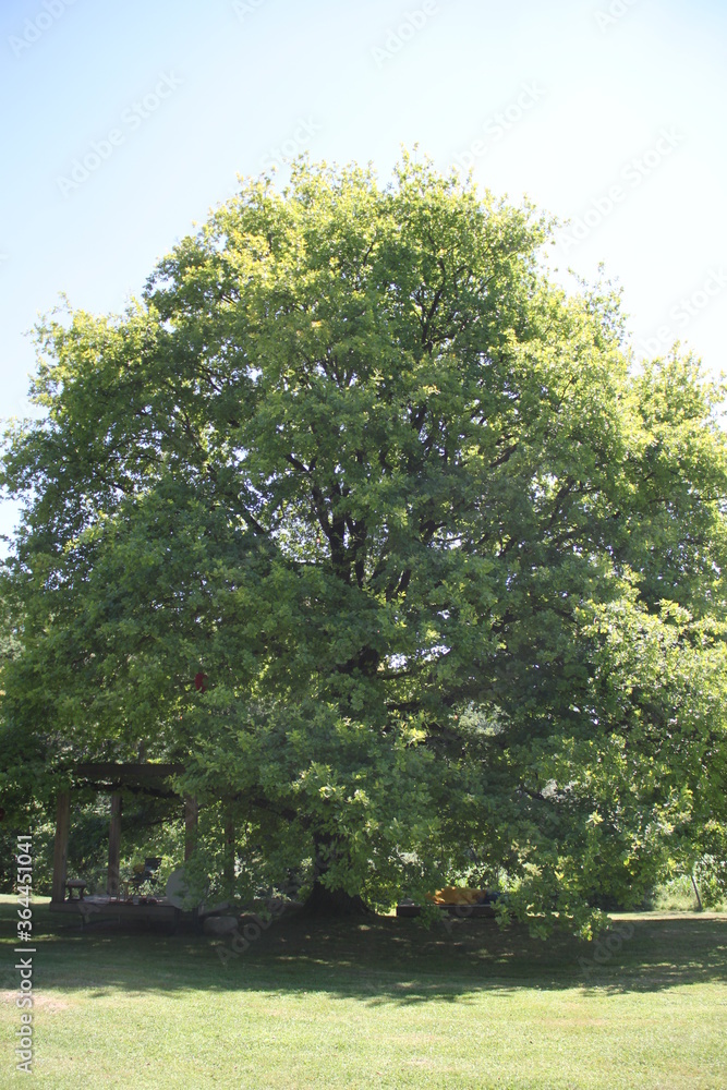 Fototapeta premium Old green oak tree in a park