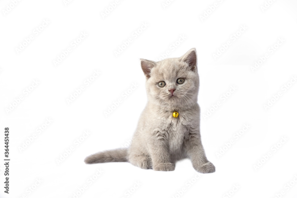 British Shorthair lilac cat, cute and beautiful kitten, sitting on a white background, full view, looking straight
